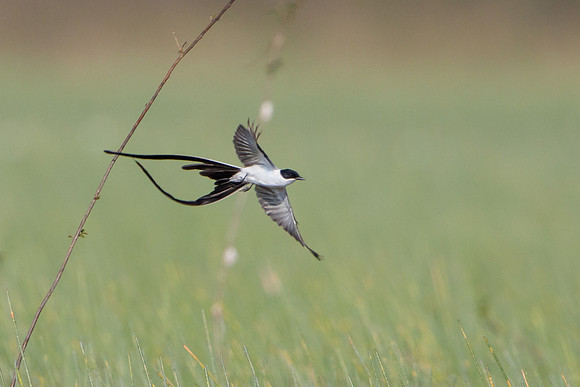 Fork-tailed Flycatcher