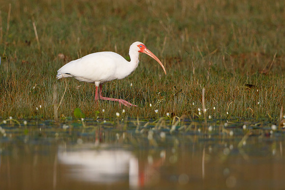White Ibis