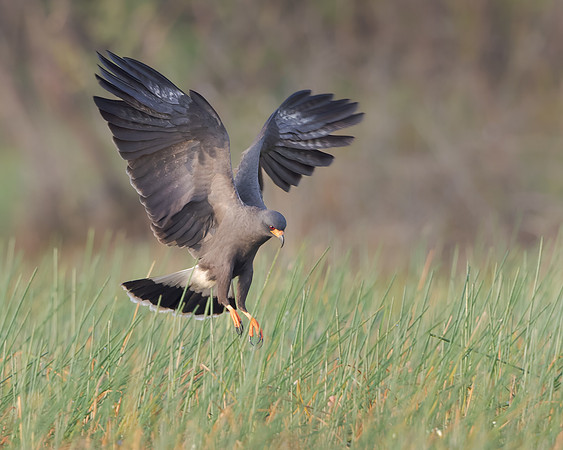 Snail Kite