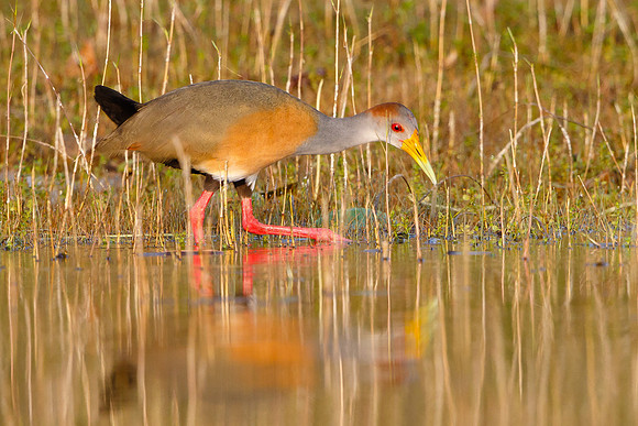 Russet-naped Wood-Rail (formerly Grey-necked Wood-Rail)