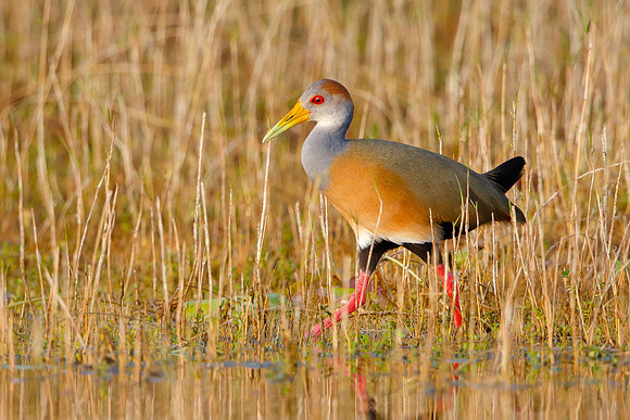 Russet-naped Wood-Rail (formerly Grey-necked Wood-Rail)