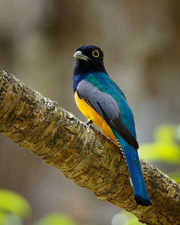 Gartered Trogon