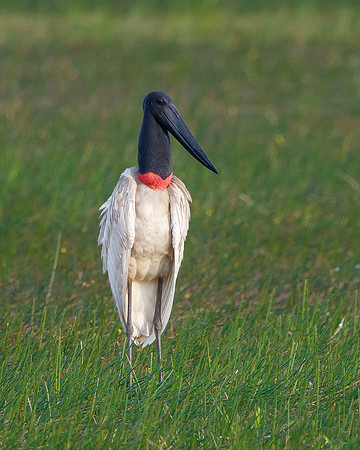 Jabiru