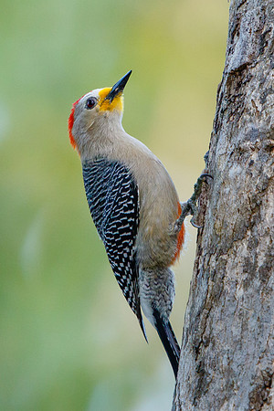 Yucatan Woodpecker