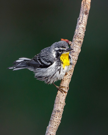 Yellow-throated Warbler