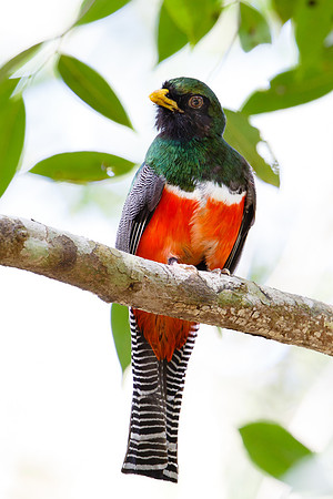 Collared Trogon