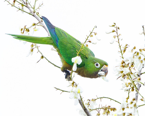 Olive-throated Parakeet