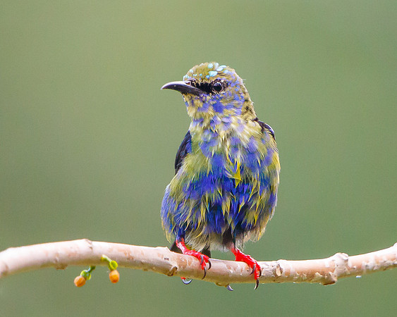 Red-legged Honeycreeper, molting into adult plumage