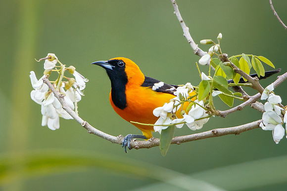 Hooded Oriole