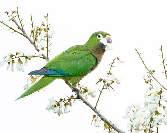 Olive-throated Parakeet
