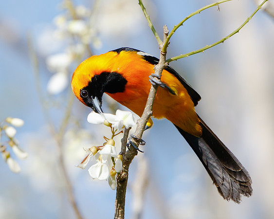 Hooded Oriole, feeding on nectar