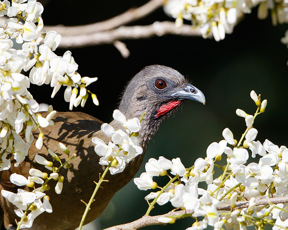 Plain Chachalaca