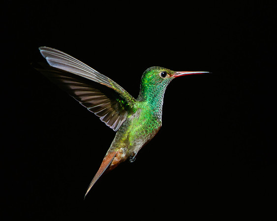 Rufous-tailed Hummingbird