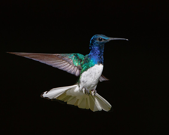 White-necked Jacobin