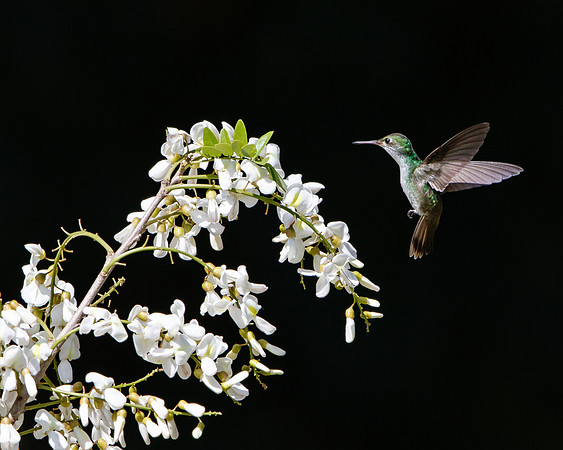 White-bellied Emerald