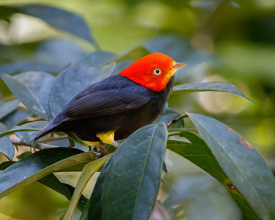 Red-capped Manakin