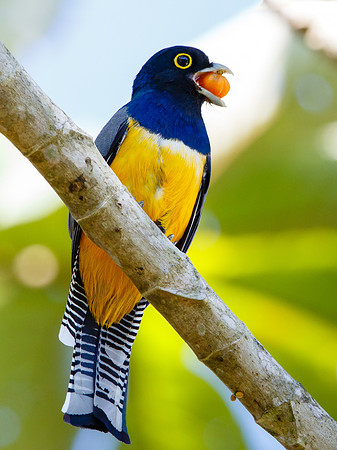 Gartered Trogon, feeding on Surinam Cherry