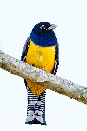 Gartered Trogon