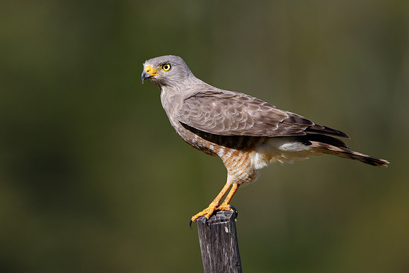 Raodside Hawk
