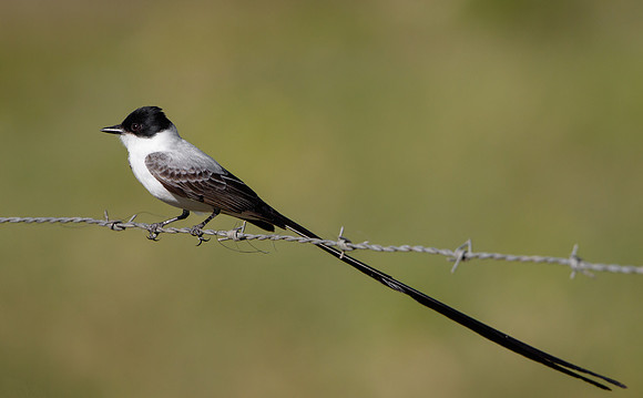 Fork-tailed Flycatcher