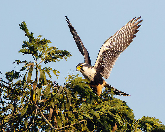 Aplomado Falcon
