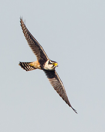 Aplomado Falcon