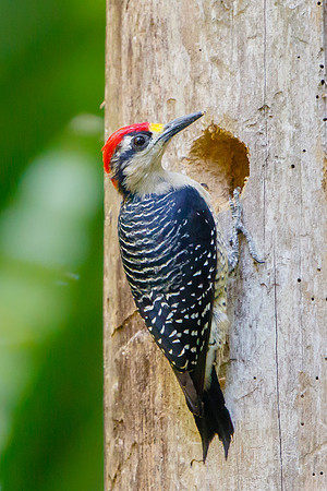 Black-cheeked Woodpecker