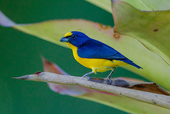 Yellow-throated Euphonia