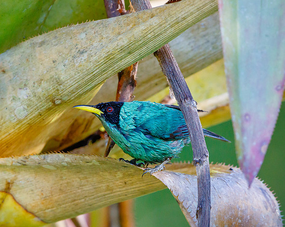 Green Honeycreeper, bathing in bromeliad