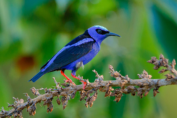 Red-legged Honeycreeper