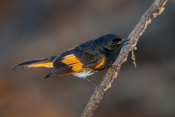 American Redstart