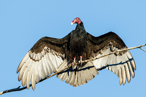 Turkey Vulture