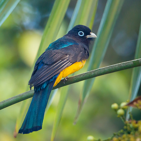 Black-headed Trogon