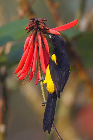 Black-cowled Oriole