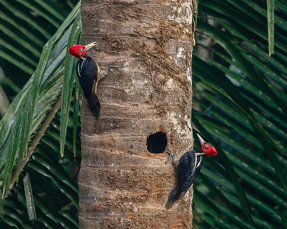 Pale-billed Woodpeckers