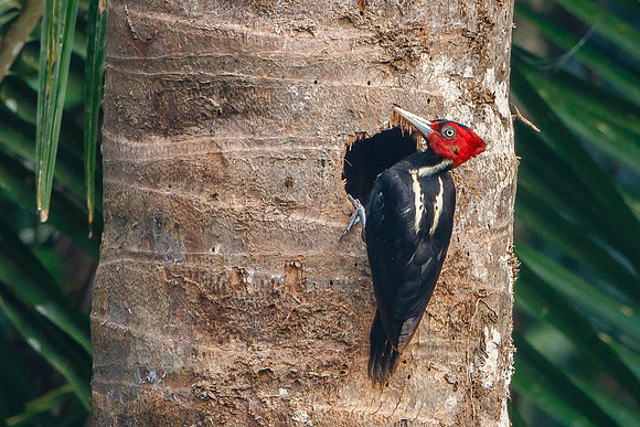 Pale-billed Woodpecker