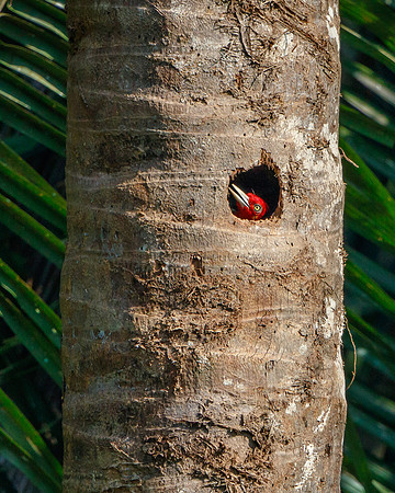 Pale-billed Woodpecker