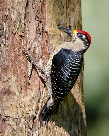 Black-cheeked Woodpecker