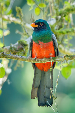 Slaty-tailed Trogon, male