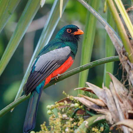 Slaty-tailed Trogon, male