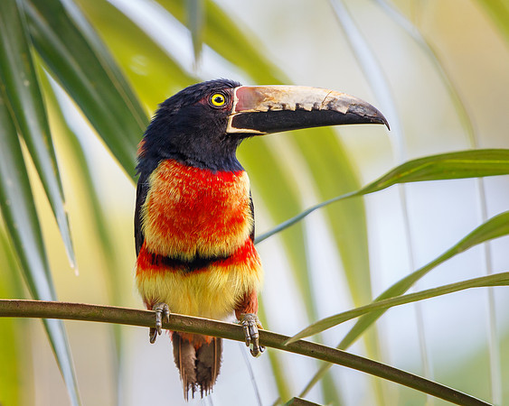 Collared Aracari