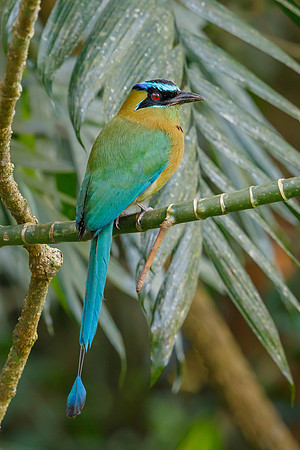 Lesson's Motmot