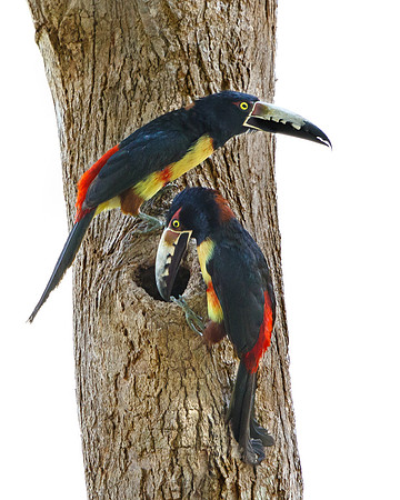 Collared Aracaris, investigating nest hole