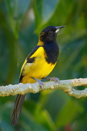 Black-cowled Oriole