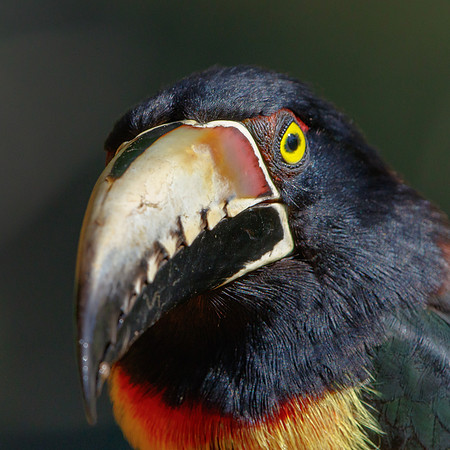 Collared Aracari
