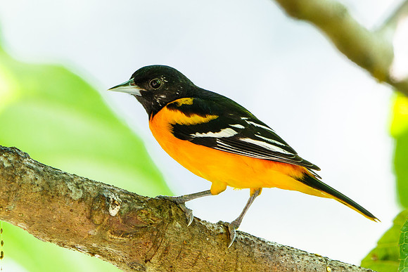 Baltimore Oriole