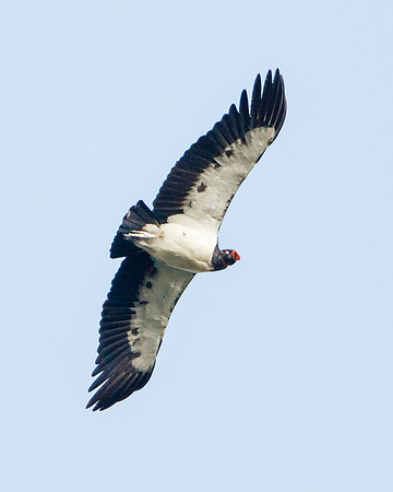 King Vulture