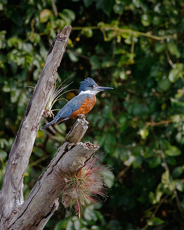 Ringed Kingfisher, male