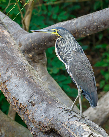 Bare-throated Tiger Heron