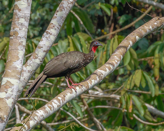 Crested Guan